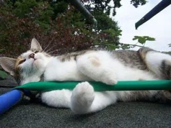 kitttweeeh.webp