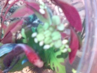Funny_plant.jpg Funny_plant.jpg