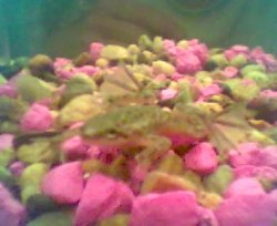 froggy.jpg froggy.jpg