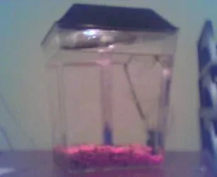 froggy_tank.webp froggy_tank.webp