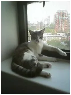 chillinchase.webp