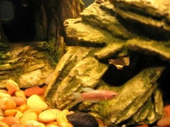 large_Web_fish_in_front.webp