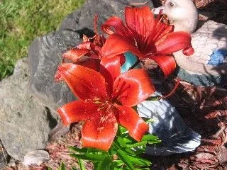 bobs_red_flower.webp