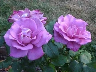 Web_lilac_rose_Ick.webp