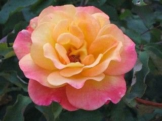 Web_orang_pink_rose_Ick.jpg
