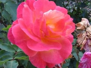 Web_red_rose_Ick.jpg