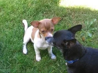 lobo_and_kiwi.webp
