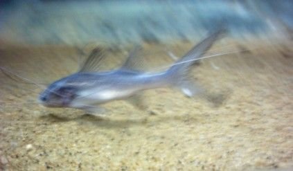 polynemus_043.jpg polynemus_043.jpg