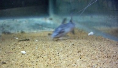 polynemus_046.jpg polynemus_046.jpg