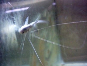 polynemus_057.jpg polynemus_057.jpg