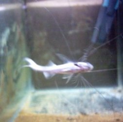 polynemus_061.jpg polynemus_061.jpg