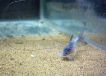 polynemus_066.jpg polynemus_066.jpg