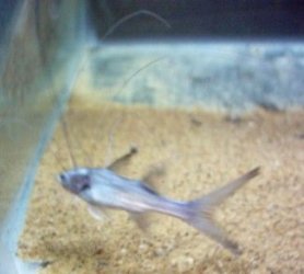 polynemus_067.jpg polynemus_067.jpg