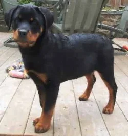 ROTTWEILER_PUPPY2.webp