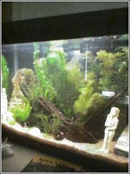 10gal3.jpg