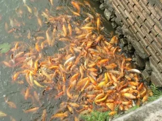 shrunken_koi.webp
