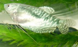 blue_gourami_female_2.jpg blue_gourami_female_2.jpg