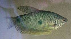 blue_gourami_male.jpg