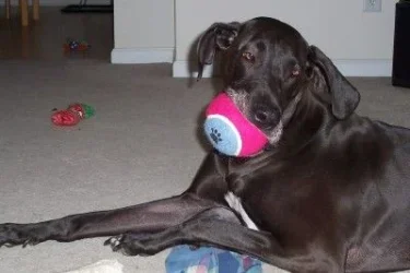 myball.webp myball.webp