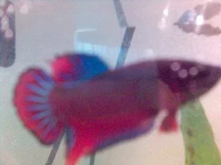 Better_Hunding.webp