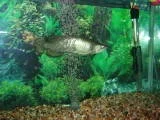 aro_2.webp