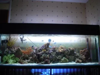 bigtank.webp