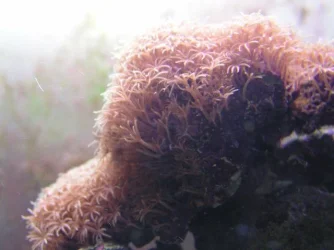 011005polyps.webp