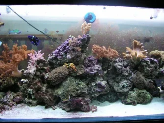 011005tankmiddle.webp