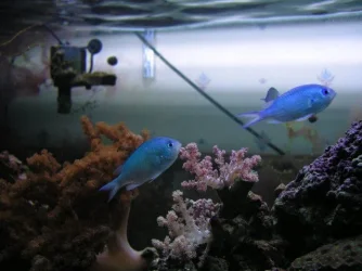 0110052chromis.webp