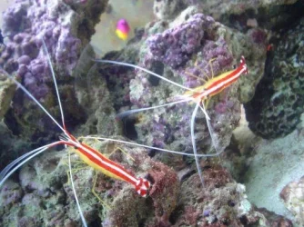 cleanershrimp.webp