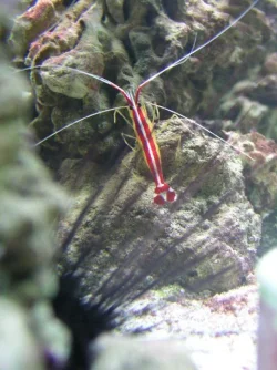 shrimpthruurchin011005.webp