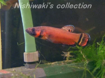 Betta_macrostoma.webp
