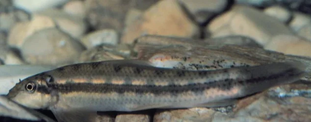 Gyrinocheilus_aymonieri_2.webp