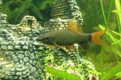 Ruby_Shark.jpg Ruby_Shark.jpg