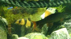 Clown_Loach.jpg Clown_Loach.jpg