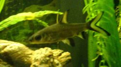 Silver_Shark__2_.jpg Silver_Shark__2_.jpg