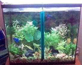 15gallon_pre_Aquarium_plants_order_on_Aug_10.webp