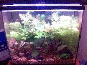 15g_2_weeks_after_Sept_1.webp