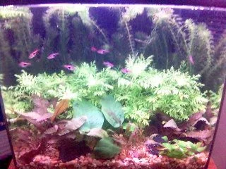 15g_Oct_3_2005.webp