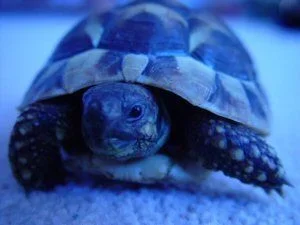 tort.webp