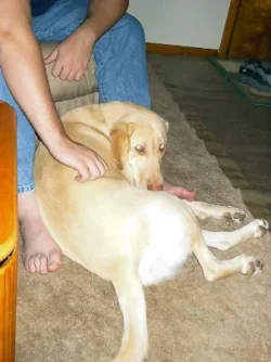 buddy2.webp buddy2.webp