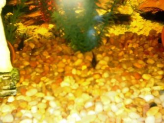 cories_022.jpg cories_022.jpg