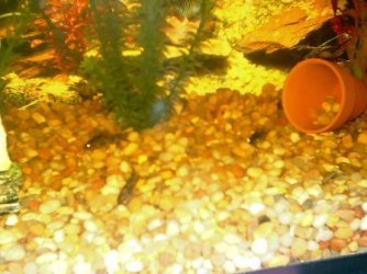 cories_021.jpg cories_021.jpg