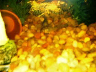 cories2_014.jpg cories2_014.jpg