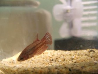 girl_small1.jpg girl_small1.jpg