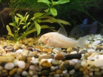 cory_betta.jpg cory_betta.jpg