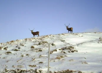 snow3.webp