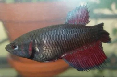 redfish.webp