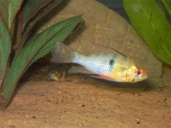 Blue_ram.jpg Blue_ram.jpg