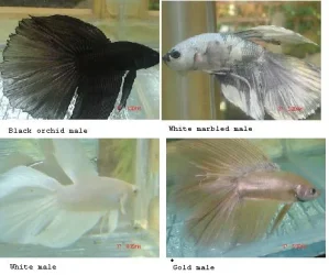 betta_2.webp betta_2.webp